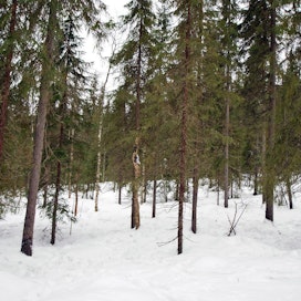 Suomen metsäkeskuksen säästöjen määrä väheni huomattavasti, kun varmistui, että metsäkeskuksen valtionapu pienentyy esitettyä vähemmän.