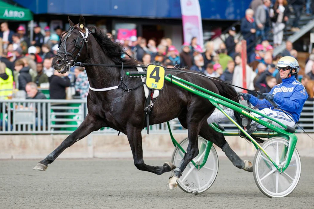 Björn Goop ohjasti suomalaisomistuksessa kilpaillutta Chief Orlandoa Sweden Cupissa 2019. Nyt ori hurmaa Italiassa.
