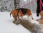 Beagle on Suomen toiseksi levinnein ajokoirarotu. Tämän kakkostilan suomenajokoiran jälkeen beagle saavutti jo 1960-luvulla.