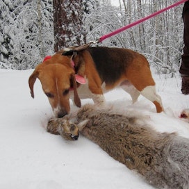 Beagle on Suomen toiseksi levinnein ajokoirarotu. Tämän kakkostilan suomenajokoiran jälkeen beagle saavutti jo 1960-luvulla.