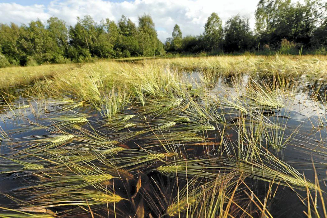 Suomessakin on runsaiden sateiden vuoksi nähty viiime vuosina poikkeuksellisia kesä- ja syystulvia. Kuva on elokuulta 2012 Siikalatvan Rantsilasta.