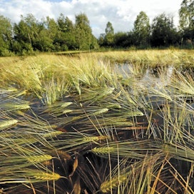 Suomessakin on runsaiden sateiden vuoksi nähty viiime vuosina poikkeuksellisia kesä- ja syystulvia. Kuva on elokuulta 2012 Siikalatvan Rantsilasta.