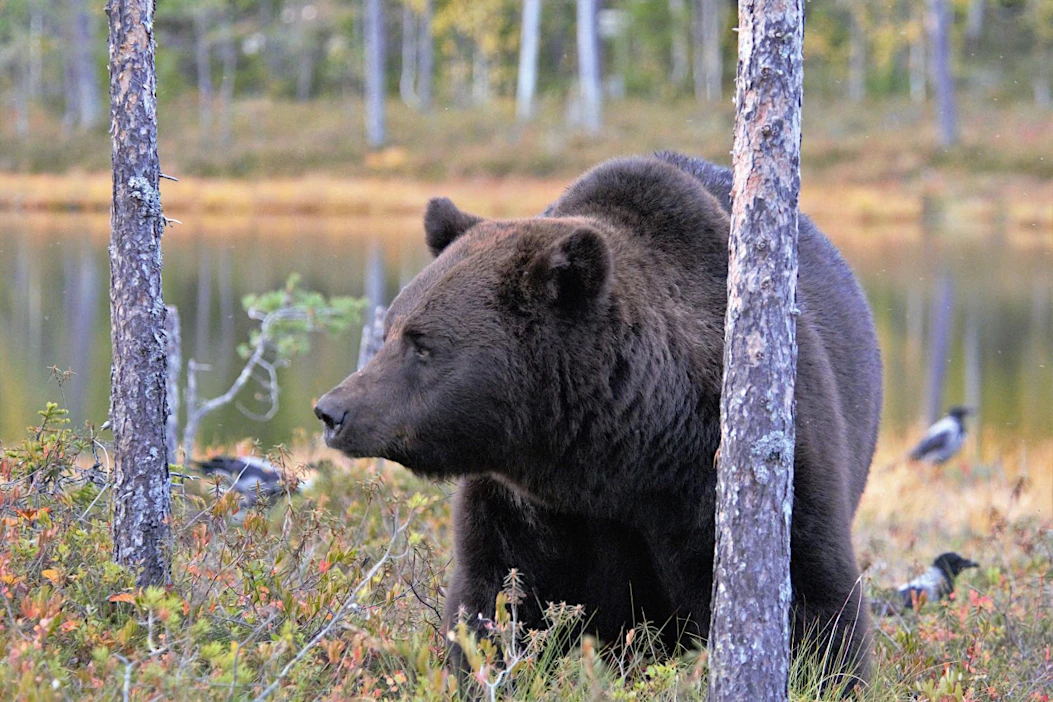 Lapin rajavartiosto tutkii karhuun Maltion luonnonpuistossa kohdistunutta metsästysrikosta. Kuvituskuva, kuvan karhu ei liity tapaukseen.