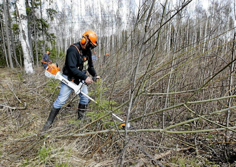 Ryskettä metsään-hanke. Taimikonhoito- ja raivaussahakurssi metsänomistajille. Harri Järvinen raivaamassa..
