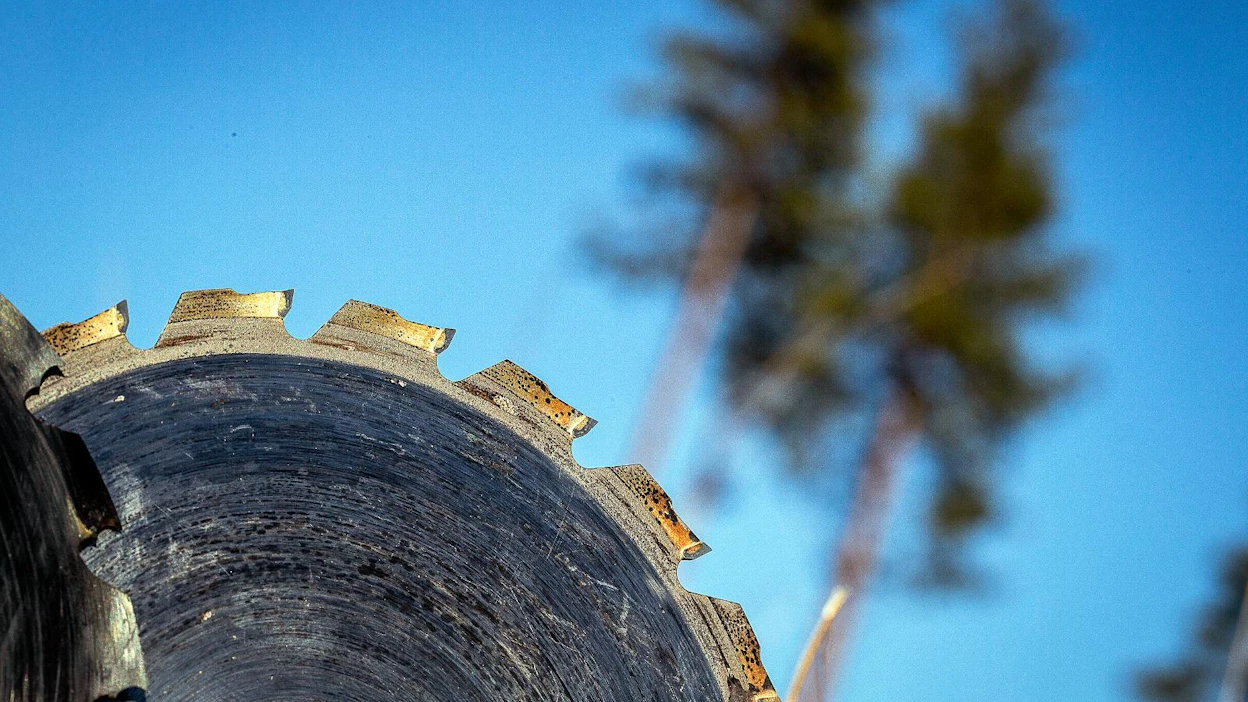 Metsäpalveluyritysten kirjo on kasvanut. Osa yrityksistä hakee yhteistyötä myös yhteisen sateenvarjon alla.