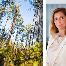 Stora Enson toimitusjohtajan Annica Breskyn mielestä EU:n metsästrategiassa on tärkeä tunnustaa, että Pohjoismaissa on pitkät perinteet hoitaa metsiä kestävästi.