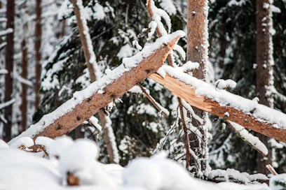 Metsureita edustava Teollisuusliitto on hämmästellyt, miksi ei Metsähallituksen lomauttamia, paikalliset olosuhteet tuntevia metsureita ole käytetty metsien raivaustöihin sähkökatkosalueilla Kainuussa.