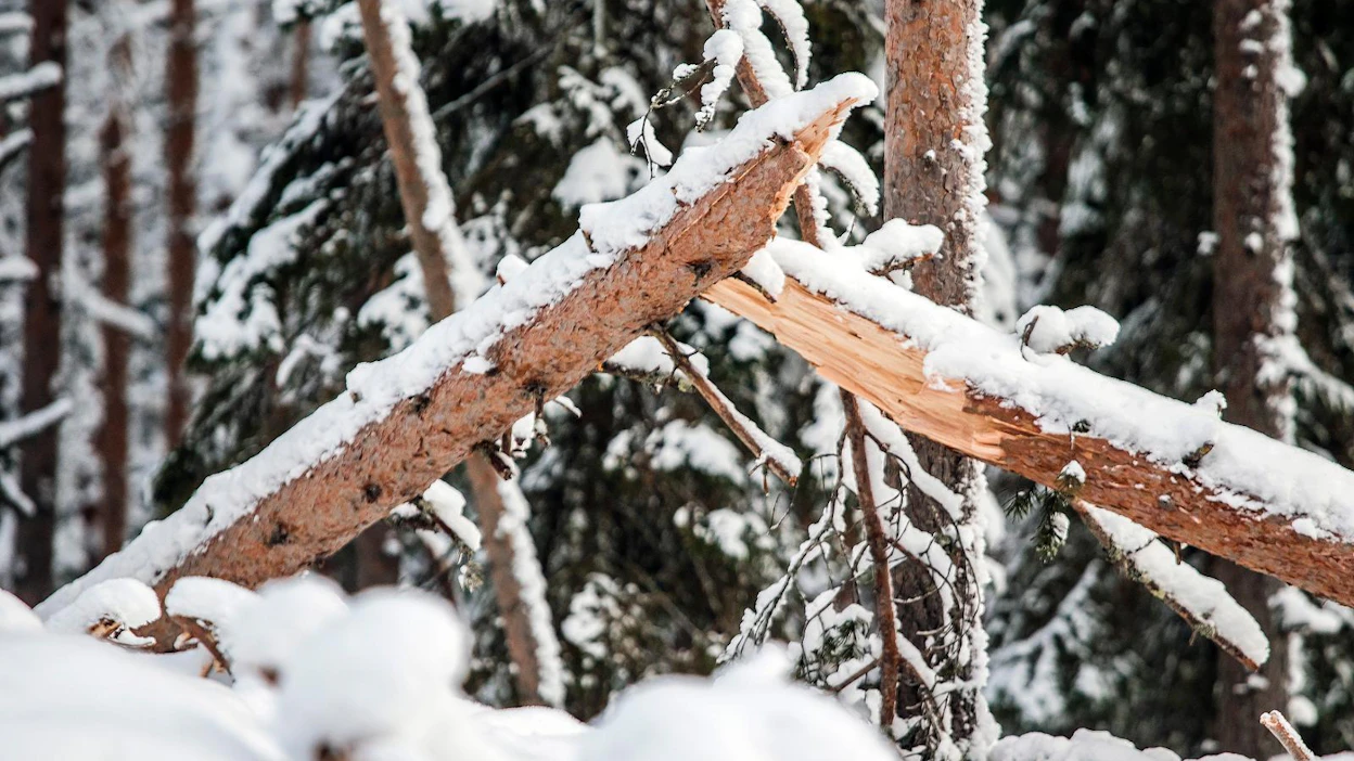 Metsureita edustava Teollisuusliitto on hämmästellyt, miksi ei Metsähallituksen lomauttamia, paikalliset olosuhteet tuntevia metsureita ole käytetty metsien raivaustöihin sähkökatkosalueilla Kainuussa.