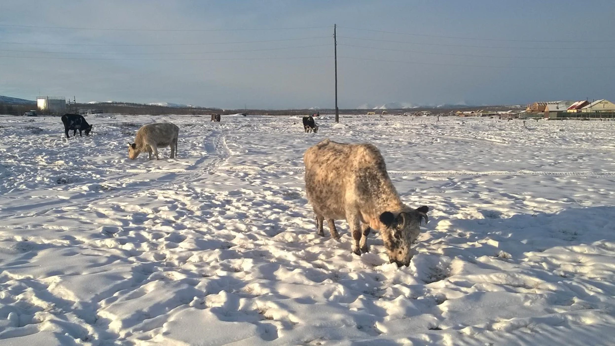 Taidemaalari Anu Osva on ollut mukana Jakutian tutkimusmatkoilla ja kuvannut töissään maailman pohjoisimpia kotieläimiä ja niiden hoitajia. Maalaukset pienistä, vantterista jakutialaisista naudoista ovat jo tunnettuja.