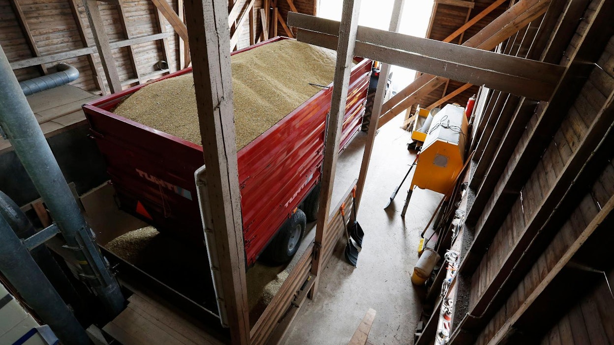 Ensi vuonna viljan keskihinta nousee viisi prosenttia, ennustaa Kantar TNS Agri.