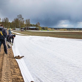 Latvialaisia kausityöntekijöitä levittämässä harsoa kukkakaalintainten suojaksi viime keväänä. Kuvituskuva.