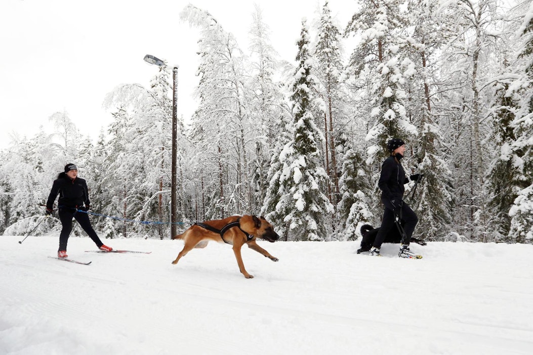 Anniina Soramäki-Miettunen hiihtää ja Paksu vetää.