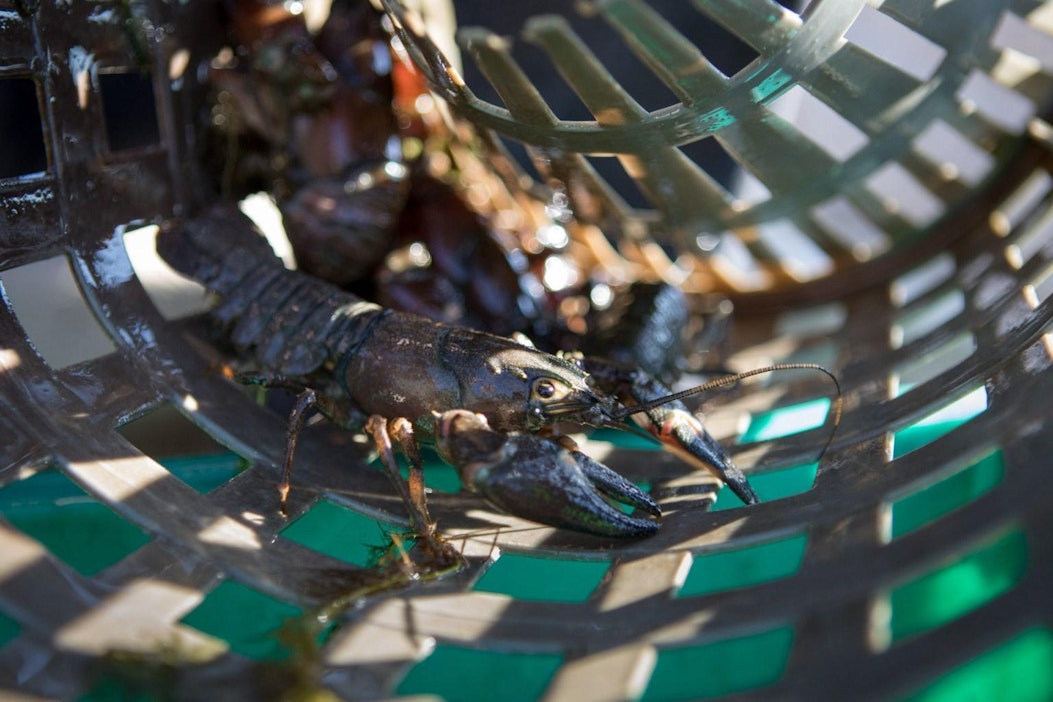 Rapuja saa pyytää lokakuun loppuun saakka.