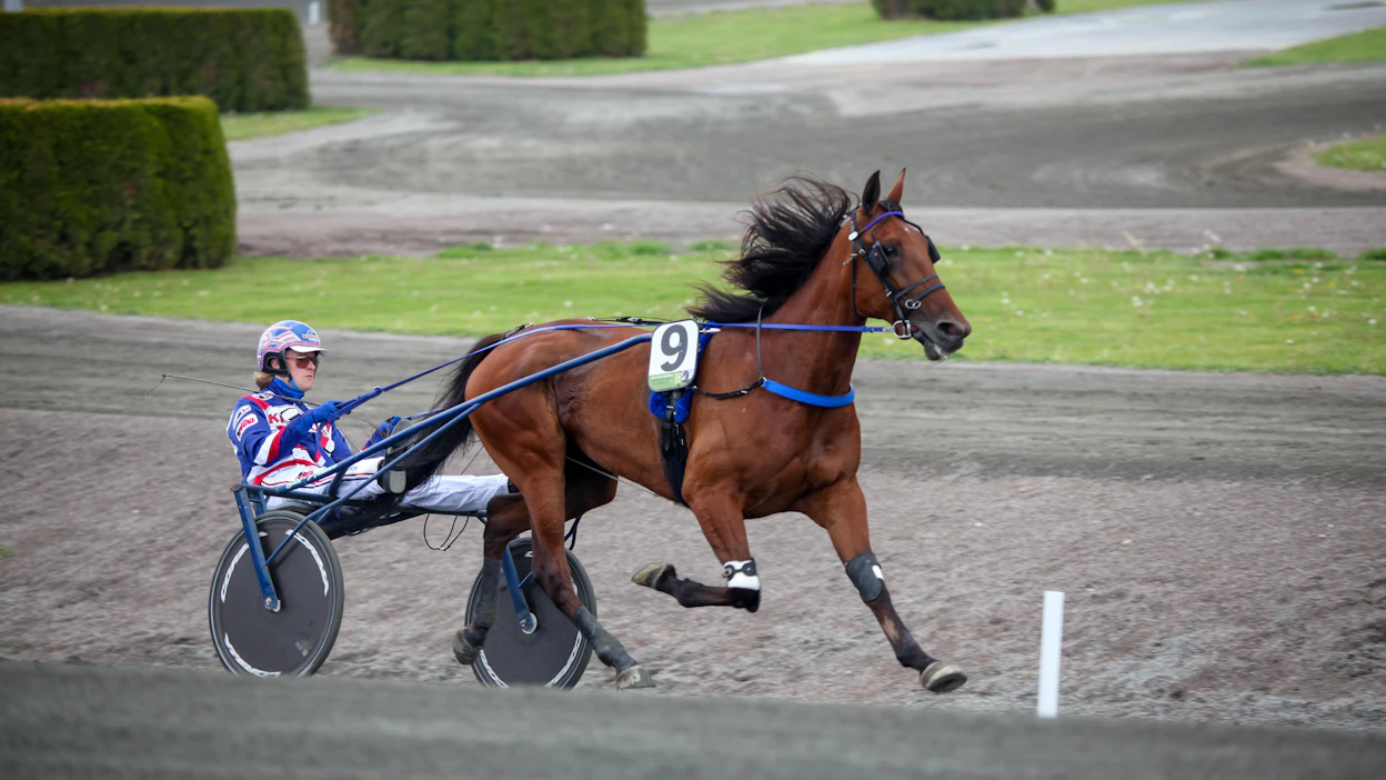 Olli Koivunen ajoi EL Fitzgeraldia Elitloppet-viikonloppuna. Suur-Hollolan alkuerässä Timo Nurmoksen valmentaman tamman rattaille istuu Jorma Kontio.