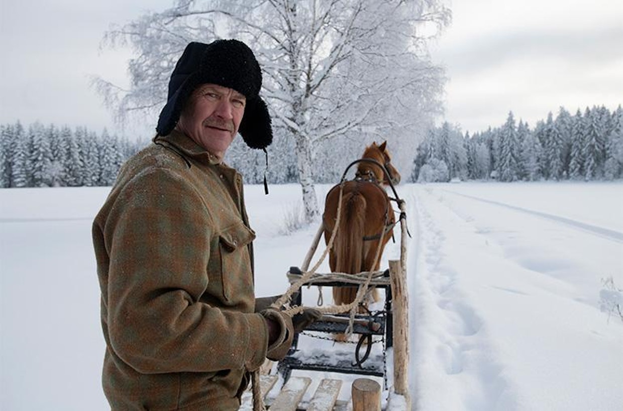 ”Kun kaadan puut itse ja ajan ne hevosella, saan sellaisen työjäljen kuin haluan. Hevos­ajo säästää puita juuristo­vaurioilta”, Makkonen sanoo.
