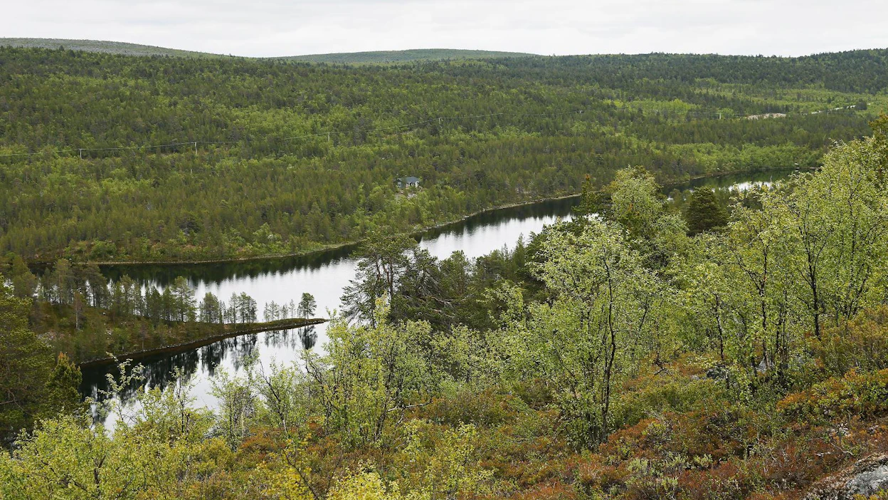 Erilaisten seurantietojen perusteella nousukannan kooksi on arvioitu noin 30 000–120 000 yksilöä vuodessa.