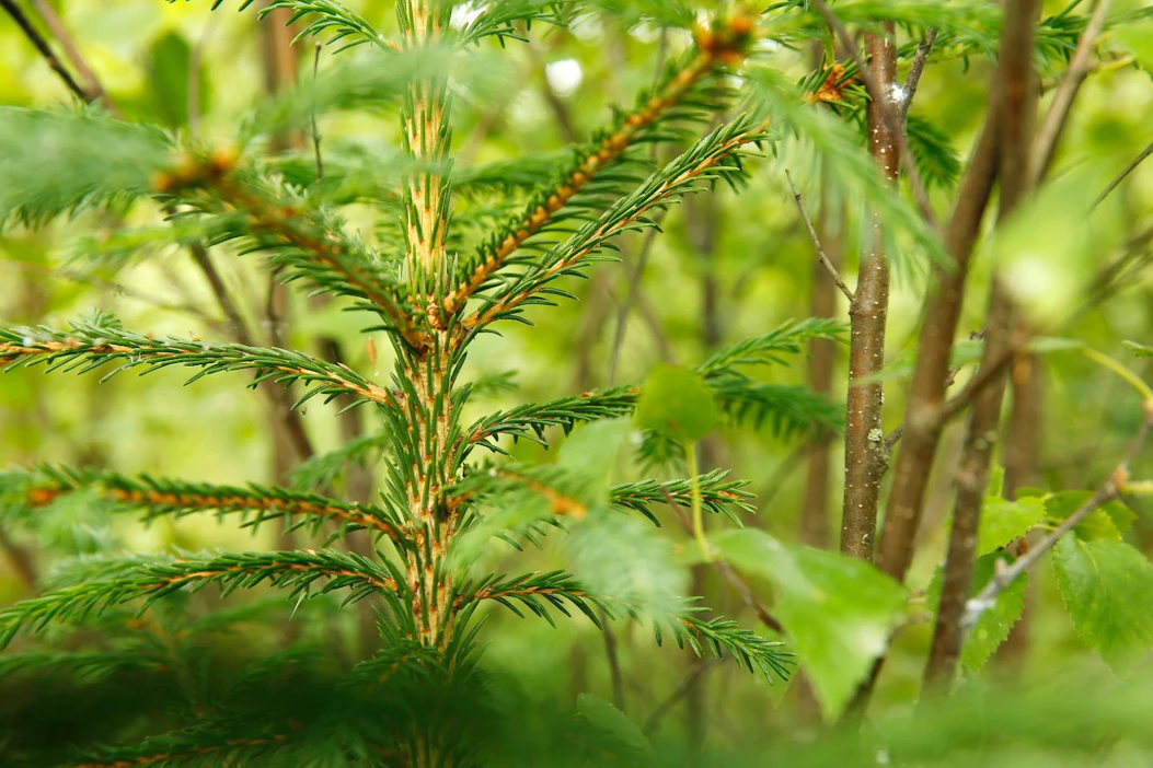 MT:n mielipidesivulla vertaillaan metsäammattilaisten ja laiskan metsänomistajan työtapoja taimikoita uudistettaessa.