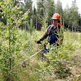 Taimikon varhaishoitoon on mahdollista saada tukea uudessa kemera-järjestelmässä. Kuvassa Stora Enson metsuri Auvo Rantala.