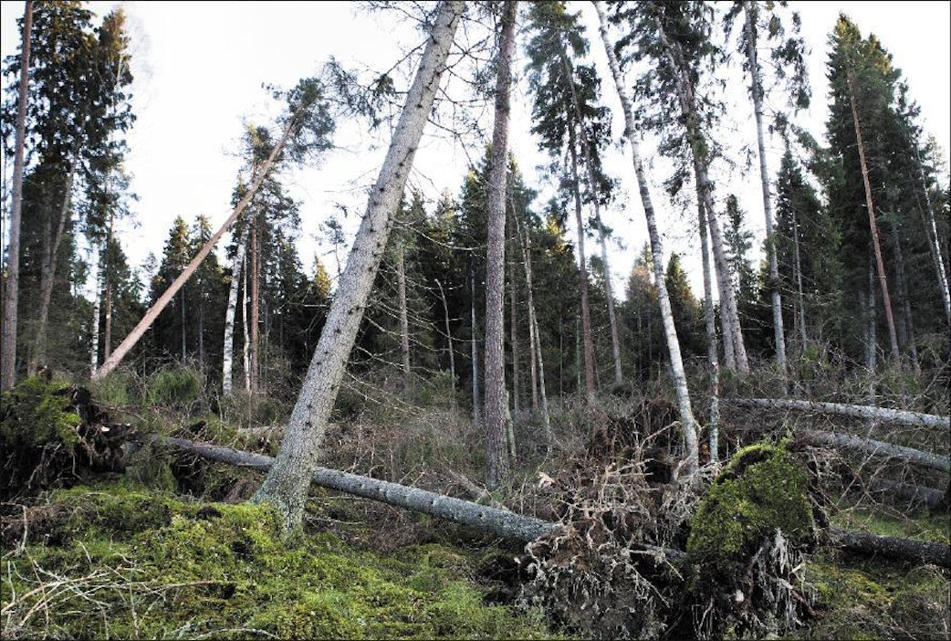 Tapaninpäivän myrskytuhoja Vammalassa. Kari Salonen