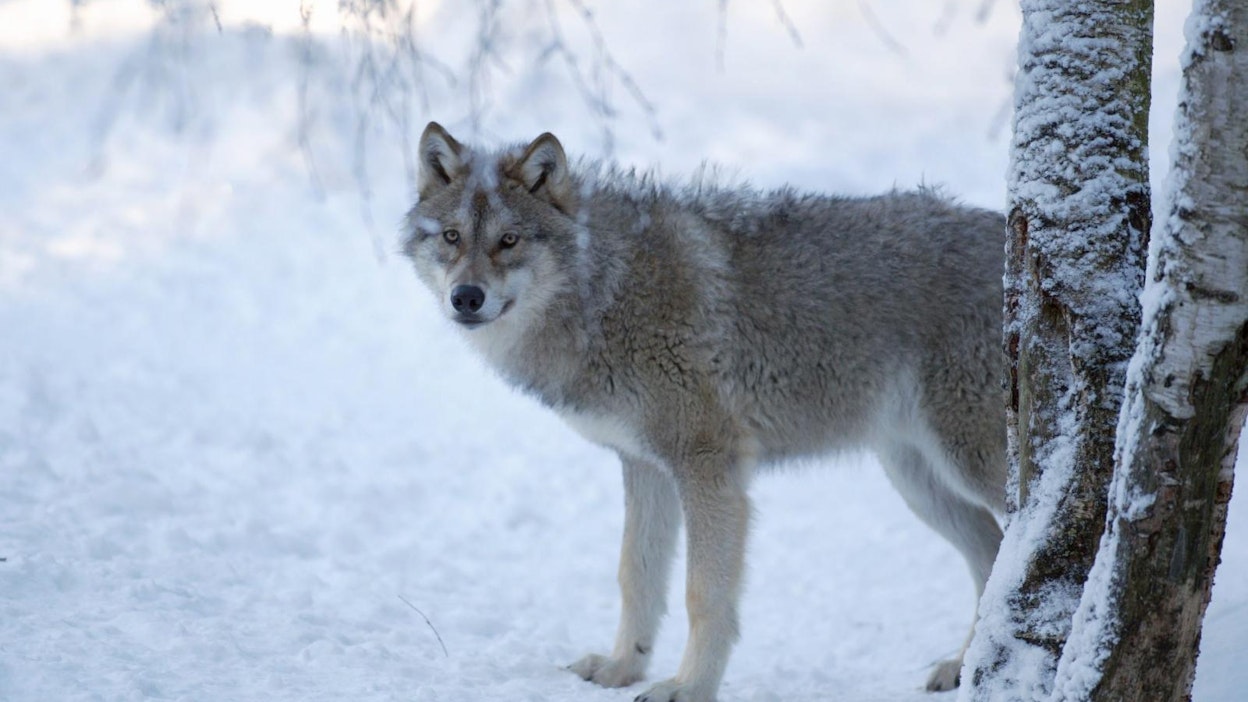 Yhteensä neljä sutta kävi metsästäjän koiran kimppuun, joista metsästäjä ampui yhden.