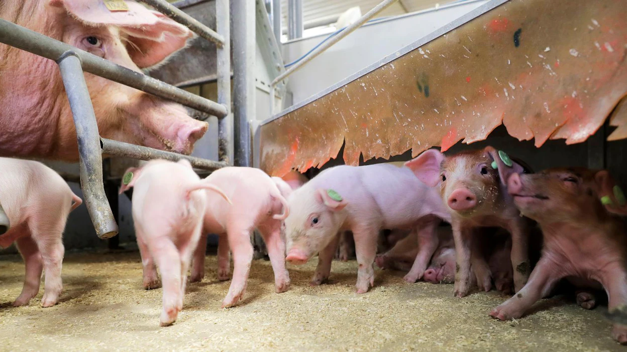 Antibiootteja ei käytetä ennaltaehkäisevästi suomalaisilla maatiloilla, vaan eläinten terveydestä huolehditaan huolellisella hygienialla ja hoidolla.
