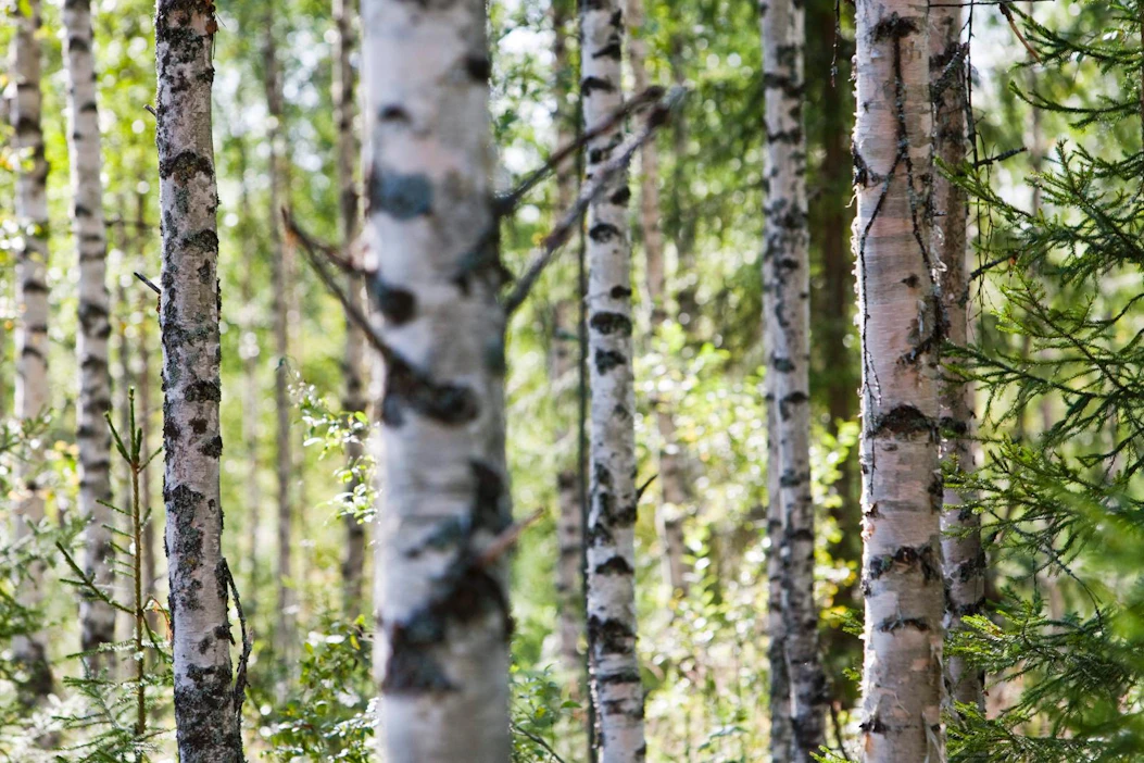 Kotimaisesta koivusta valmistetut kortit otti käyttöön syyskuussa Säästöpankkiryhmä.