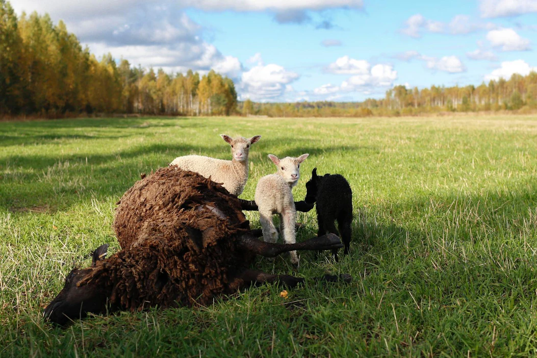 Luken arvio ei kerro erikseen Keski-Suomessa liikkuvien susilaumojen määrää. Kivijärvellä jäi syyskuun lopulla orvoksi useita karitsoja susilauman jäljiltä.