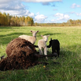 Luken arvio ei kerro erikseen Keski-Suomessa liikkuvien susilaumojen määrää. Kivijärvellä jäi syyskuun lopulla orvoksi useita karitsoja susilauman jäljiltä.