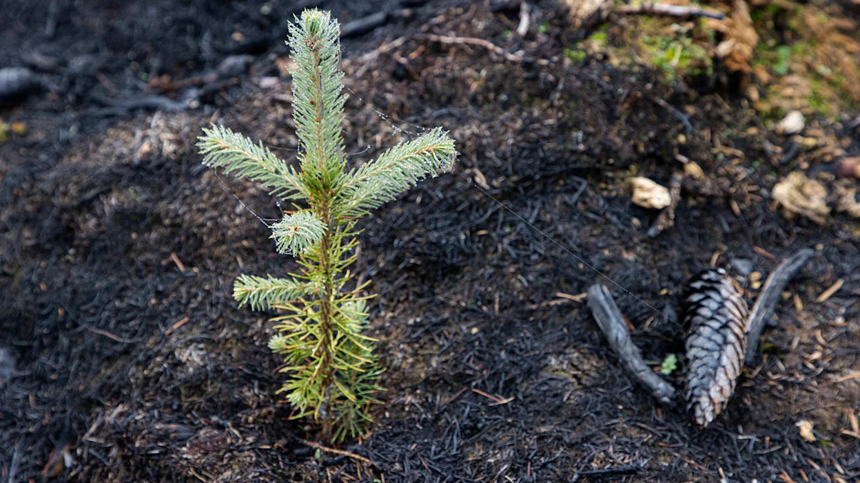 Jos hiilensidontapalvelu rahoittaa puiden istutusta, hankkeiden pitää olla sellaisia, etteivät ne toteutuisi ilman tukea. Kaupallisen metsänistutuksen tukeminen ei ole vaikuttavaa ilmastotyötä.