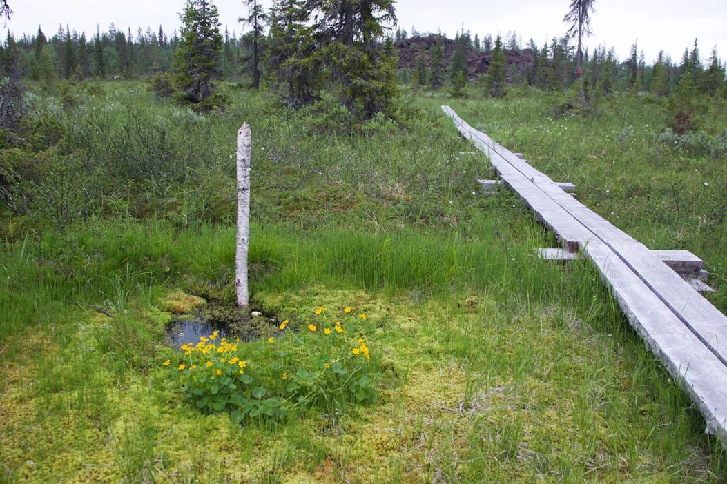Seurantatutkimuksilla saadaan tietoa siitä, kuinka ennallistamisella voidaan turvata suoluonnon monimuotoisuutta ja hidastaa ilmastonmuutosta.