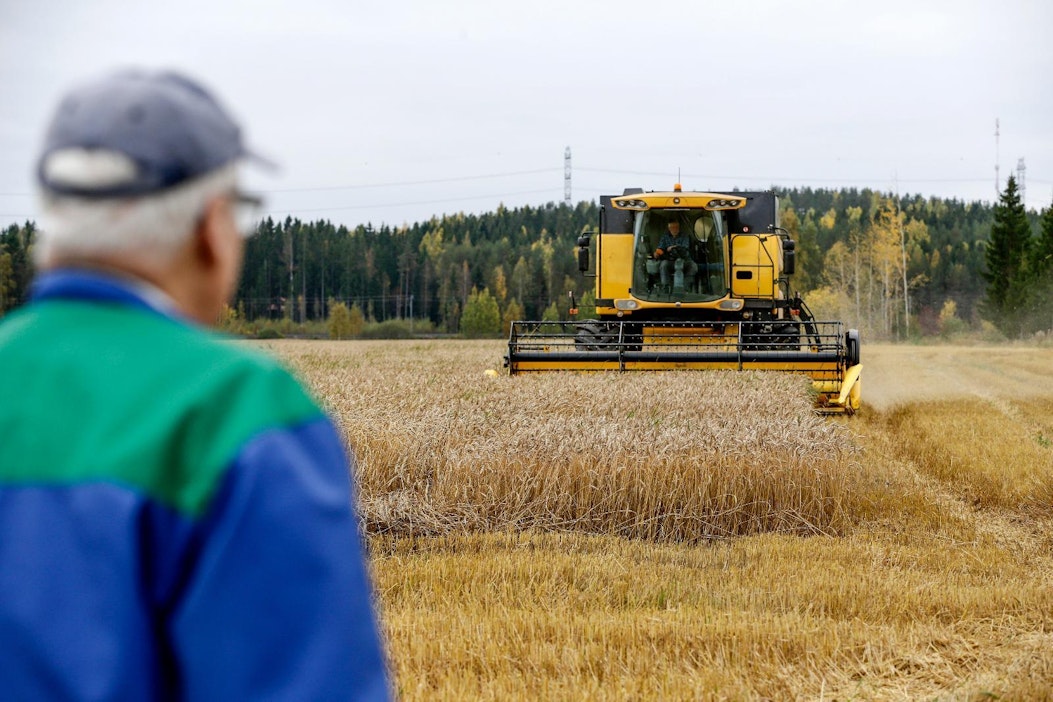 Lauri Tapanainen pui Antti Jaakkolan vehnää Hausjärven Hikiällä.