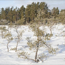 Talvellakin rahkarämeen tunnistaa heikkokasvuista ja käkkyräisistä männyistä. Mitättömästä koostaan huolimatta puilla voi olla ikää yli sata vuotta. Jorma Peiponen