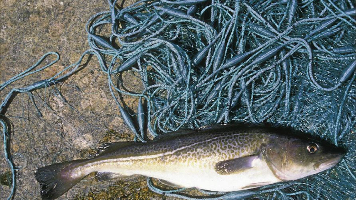 Kolme selkäevää sekä kaksi peräevää erottavat turskan muista meillä tavattavista kalalajeista. Kaj Viitasola / kuvaliiteri