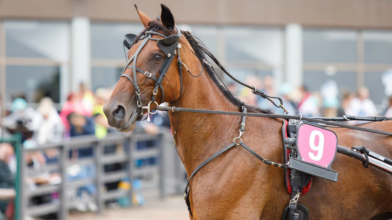 BWT Divine on juossut ennätykset 11,9aly ja 14,3ke. Voittosumma on lähes 130 000 euroa.