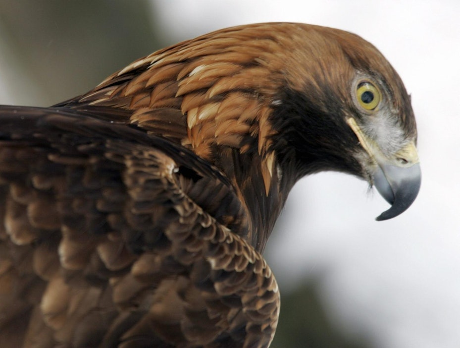 Uhanalaisia maakotkia elää Suomessa alle 500 paria.