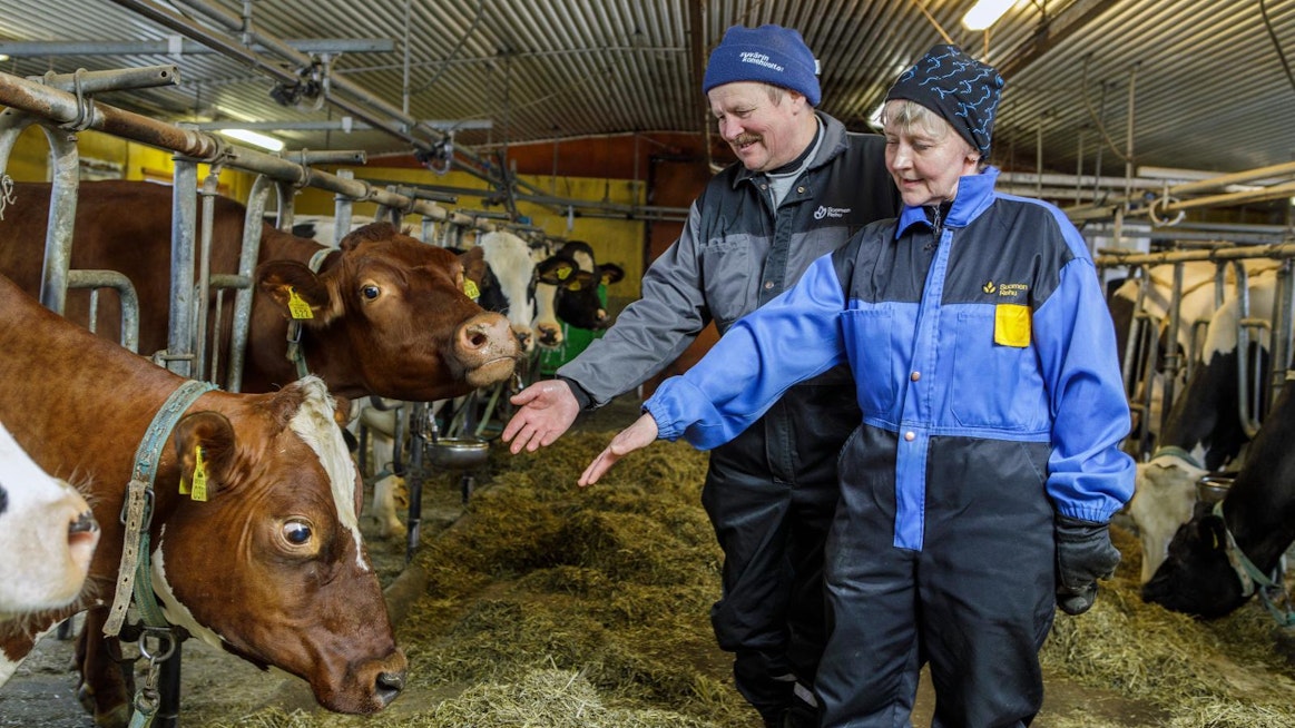 Nilsiäläisten Hannele ja Jukka Partasen karja oli omaa luokkaansa viime vuoden tuotosvertailussa. Lehmät lypsivät paljon ja lisäksi valkuaista ja rasvaa oli runsaasti.