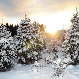 Grangårdin tilalla Nurmijärven Rajamäellä kasvaa noin 50 000 joulukuusta.