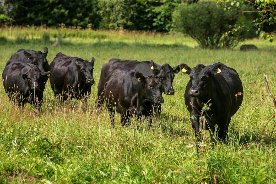 Wilmot Cattlen tilalla laiduntaa pääasiassa Angus-rotuista karjaa. Kuvan naudat ovat Suomesta.