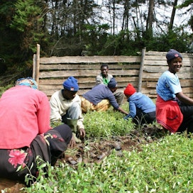 Suomalaisen kehitysjärjestö FFD:n taimistolla Tansanian Njombessa kasvatetaan puuntaimia.