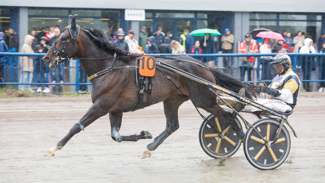 Önas Prince nähtiin myös Suomen kaviouralla kesällä. Ori osallistui Kymi Grand Prix’iin Kouvolassa.