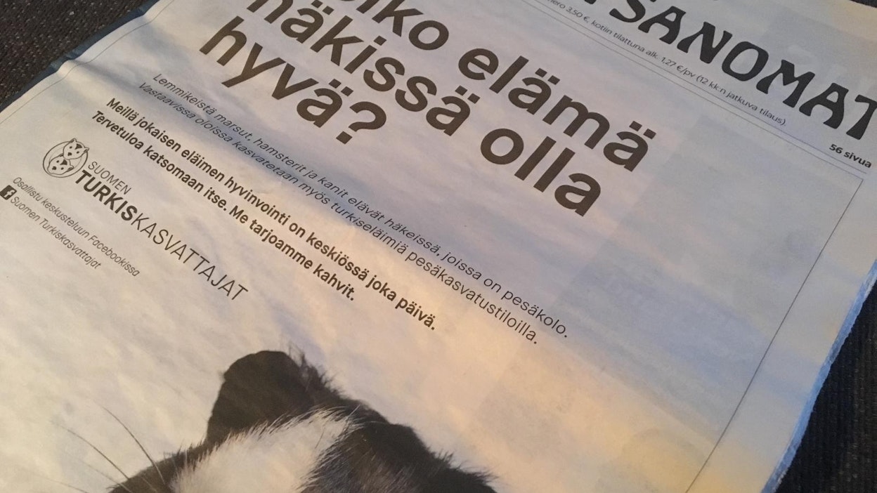 Turkiskasvattajien mainoksessa lukijaa tapittaa marsu.