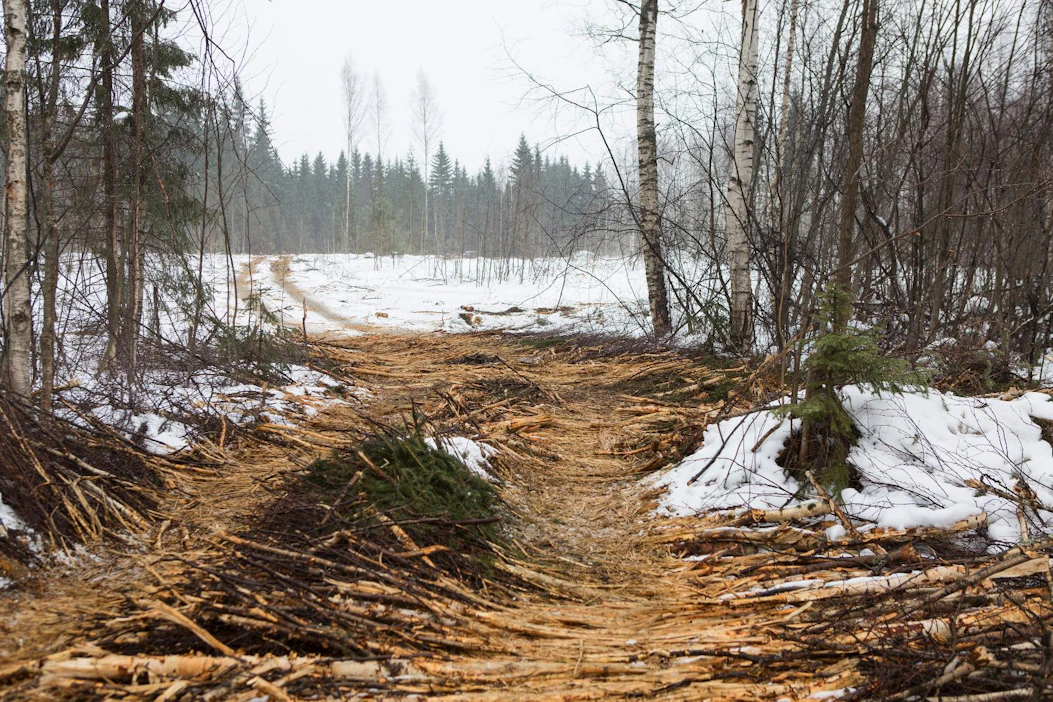 Voiko hakkuut tehdä kesällä tai kelirikon aikana vai rajoittuuko korjuuaika pelkästään talveen? Tästä on tulossa uutta karttatietoa Metsään.fi:hin.