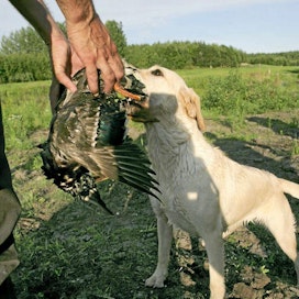 Monet noutajien omistajat eivät itse metsästä, mutta lähtevät silti mielellään koiran kanssa lintumetsälle.
