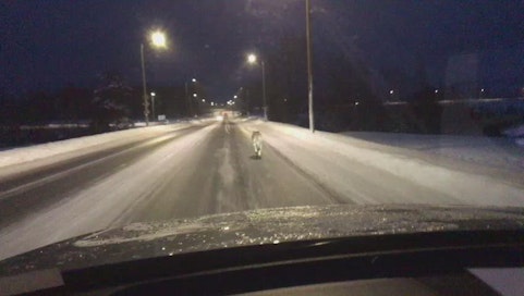 Saku Rouvalin tytär sai vangittua sudet videolle. Kuvakaappaus videolta.