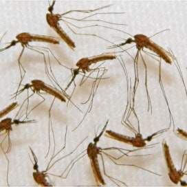 Tutkijoiden tavoitteena on löytää keino malarian leviämisen pysäyttämiseksi, ei saattaa sääskiä sukupuuttoon. LEHTIKUVA/AFP