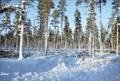 Lapissa väljennyshakkuulla myös jatketaan uudistuskypsien metsien kiertoaikaa, jotta metsän peitteellisyys säilyisi. Tällä on merkitystä poronhoidolle ja matkailulle. Kari Lindholm