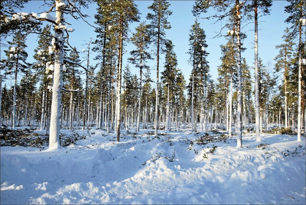 Lapissa väljennyshakkuulla myös jatketaan uudistuskypsien metsien kiertoaikaa, jotta metsän peitteellisyys säilyisi. Tällä on merkitystä poronhoidolle ja matkailulle. Kari Lindholm
