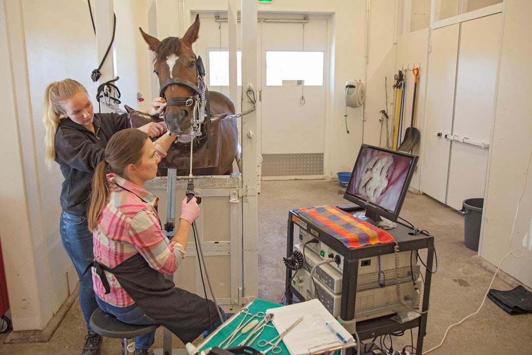Hevosten hampaiden hoito kuuluu eläinlääkärille – vaatii kunnon diagnoosin  ja rauhoituksen - MT Hevoset - Maaseudun Tulevaisuus