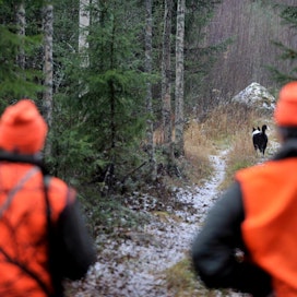 Hirvijahtiin tarvitaan uutta innokasta väkeä, arvelee kärsämäkeläinen metsänomistaja Raimo Kielenniva.