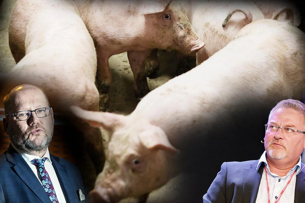 Juha Gröhn (vas.) ja Jari Leija uskovat sianlihan markkinatilanteen helpottuvan ensi vuonna.